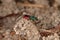 Ruby-tailed wasp (Chrysis ignita)