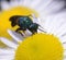 Ruby-tailed wasp, Chrysis ignita, eating field chamomile flower