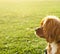 Ruby (Tan) Cavalier King Charles Puppy