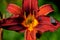 Ruby Throat Daylily