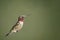 Ruby Throat-ed Humming Bird Flying towards Flower