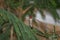 Ruby throat hummingbird