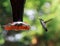 Ruby Throat Hummingbird hovers