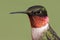 Ruby-throated Hummingbird