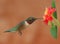 Ruby-throated Hummingbird