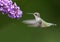 Ruby-throated Hummingbird