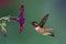 Ruby-throated Hummingbird