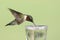 Ruby-throated Hummingbird