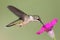 Ruby-throated Hummingbird