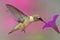 Ruby-throated Hummingbird