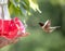 Ruby-Throated Hummingbird Approaches Feeder