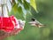 Ruby-Throated Hummingbird Approaches Feeder