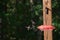 Ruby Throated Hummingbird Approaches Feeder