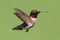 Ruby-throated Hummingbird (archilochus colubris)