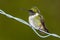 Ruby throated hummingbird Archilochus colubris