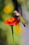 Ruby-throated hummingbird (Archilochus colubris) perched on a vibrant flower