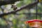 Ruby-throated hummingbird and Bald-faced Hornet in Flight - Archilochus colubris - Dolichovespula maculata