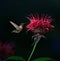 Ruby-throated Hummingbird on Bee Balm