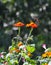 Ruby-throated hummingbird with Bumblebee in flight above Mexican Sunflower 3 - Archilochus colubris - Bombus