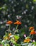 Ruby-throated hummingbird with Bumblebee in flight above Mexican Sunflower - Archilochus colubris - Bombus