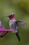 Ruby throated Hummingbird in Carpinteria California United States