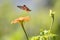 Ruby-throated Hummingbird enjoys orange Tithonia flower