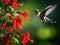 Ruby-throated Hummingbird At A Feeder