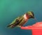 Ruby Throated Hummingbird feeding
