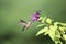 Ruby Throated Hummingbird Feeding on Deep Purple Salvia