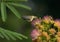 Ruby-throated Hummingbird feeding on pink fuzzy flower