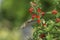 Ruby-throated Hummingbird Feeding on Red Sage.