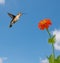 Ruby-throated Hummingbird feeding on Zinnia