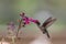 Ruby-Throated Hummingbird female on Pink Salvia light background