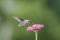 Ruby-Throated Hummingbird female on Pink Zinnia green background