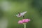 Ruby-Throated Hummingbird female on Pink Zinnia green background