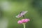 Ruby-Throated Hummingbird female on Pink Zinnia green background