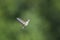 Ruby-throated Hummingbird in flight.