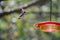 Ruby-throated hummingbird in Flight and Bald-faced Hornet - Archilochus colubris - Dolichovespula maculata