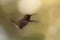 Ruby Throated hummingbird in flight, tongue out dark green background