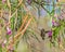 Ruby-Throated Hummingbird, Fluttering Wings in Arizona Desert