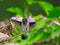 Ruby-Throated Hummingbird Flying to Perch on Branch with Feet Up Ready to Grab Stem