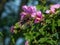 A ruby throated hummingbird gets nectar from a hibisucs flower