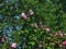 A ruby throated hummingbird gets nectar from a hibisucs flower