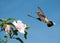 Ruby throated Hummingbird getting ready to feed