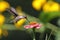 Ruby-throated hummingbird gliding in the air, capturing the sweet nectar from a vibrant flower