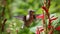 Ruby-throated hummingbird in her flight