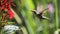 Ruby-throated hummingbird in her flight