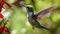 Ruby-throated hummingbird in her flight