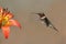 Ruby-throated Hummingbird Hovering Next to a Wood Lily