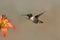 Ruby-throated Hummingbird Hovering Next to a Wood Lily